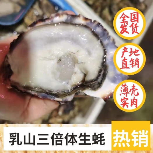 佛山三倍体生蚝 净化蚝 乳山牡蛎乳山生蚝 产地直销 全国发货