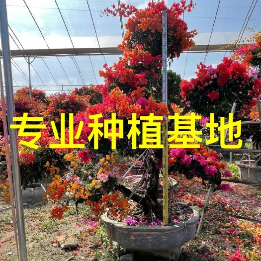 漳州造型多色三角梅批发 五雀三角梅价格 泰国五雀三角梅批发