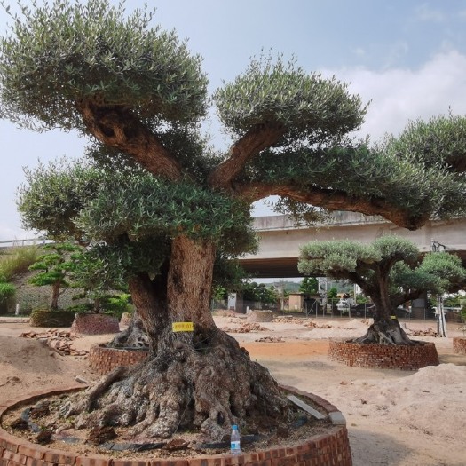 漳州别墅庭院景观树欧洲油橄榄 西班牙橄榄价格 造型成年树