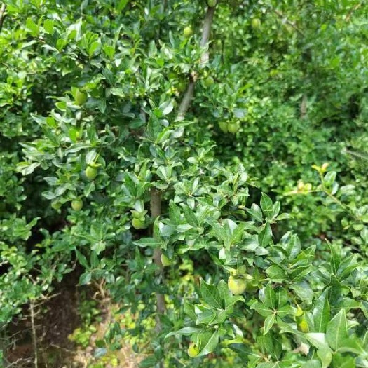 宜昌金弹/蛋子母树苗6-7苗树，1.5-2米高，欢迎来问价，优惠
