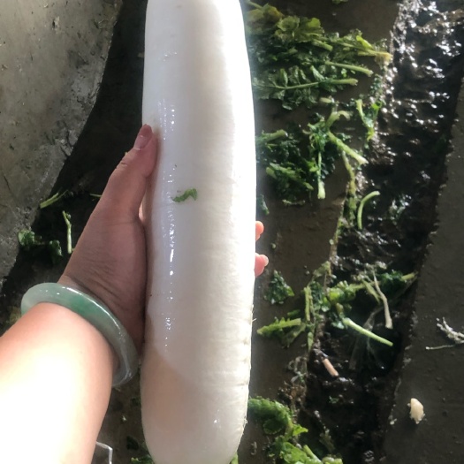 沙洋县精品白象萝卜，个体都两斤起步，质量放心，表面无黑点，需要联。