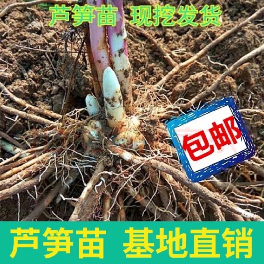 曹县芦笋根芦笋苗芦笋种苗基地现采一件代发