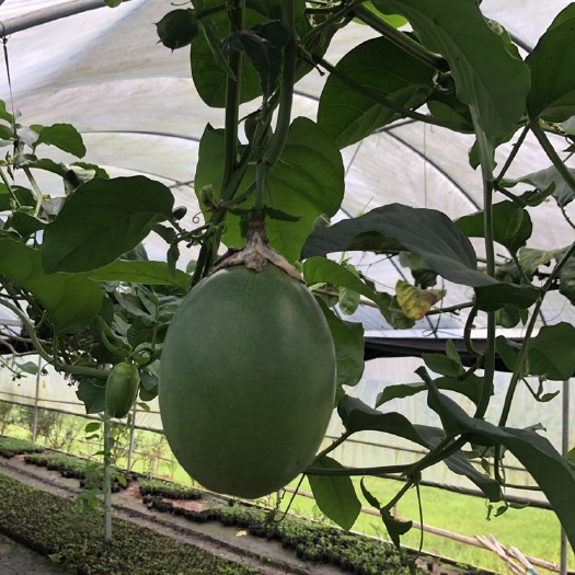 灵山县香蜜百香果嫁接苗