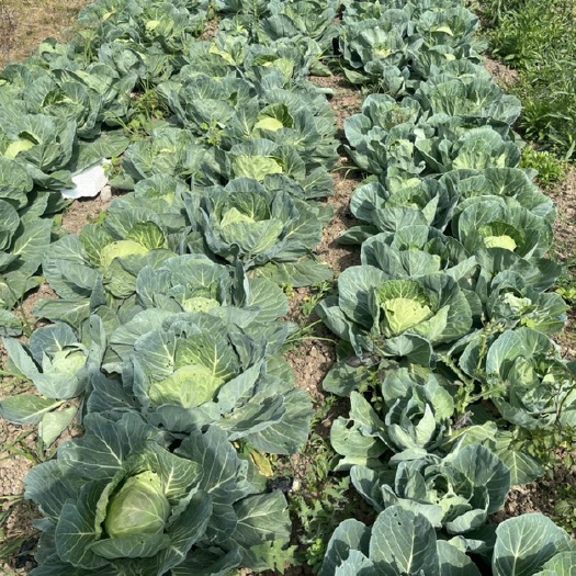 宝丰县包菜大量上市