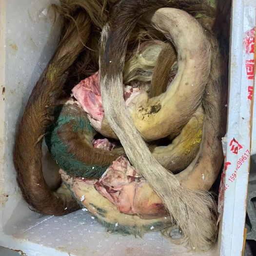 昆明云南本地土牛 牛尾 無尾骨牛尾巴 無油