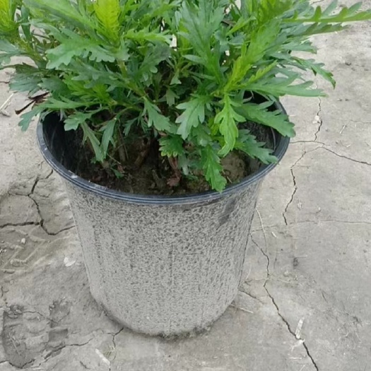 成都木春菊，墨西哥鼠尾草，都是2纶杯的