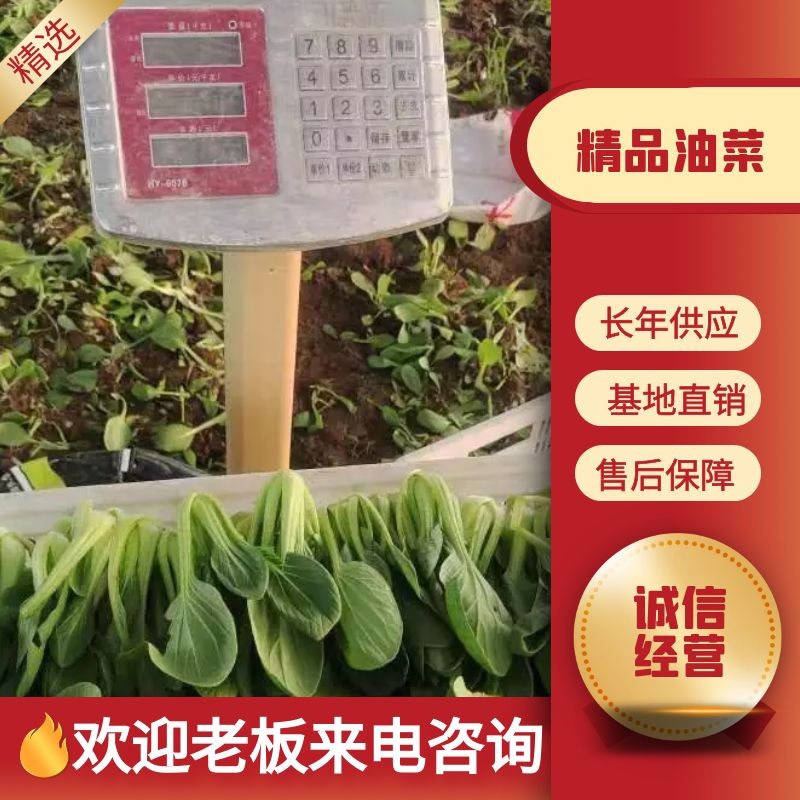 曹县上海青 精品油菜 常年有货，诚信经营找我就对了