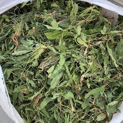 亳州紫花地丁。个子。饮片。符合药典标准。一手货源充足