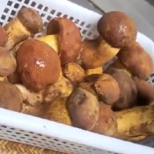 马尔康市野生牛肝菌（新鲜）一件代发10公斤以上直接上飞