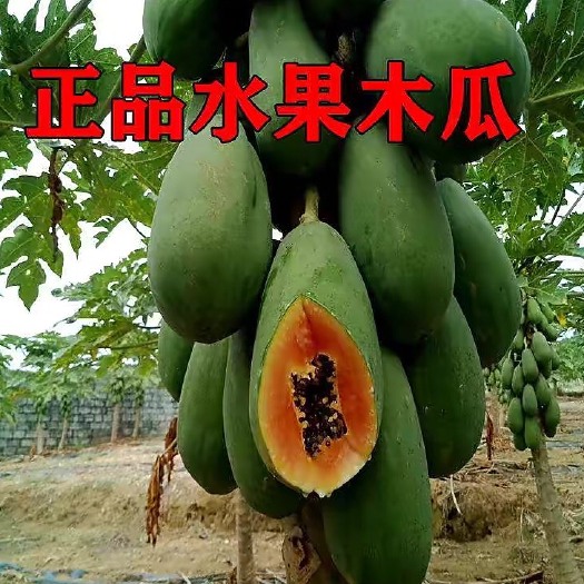 灵山县大青水果木瓜苗。