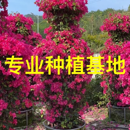 漳州酒瓶红花三角梅批发 花瓶三角梅价格 紫花三角梅酒瓶造型三角梅