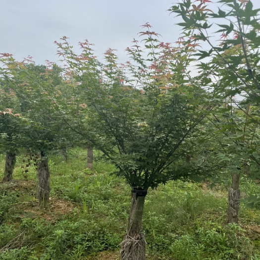 桂林日本红枫，大小规格红枫