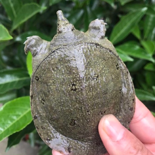 南京6-8两温室小甲鱼批发，卤甲鱼专用规格，量大从优