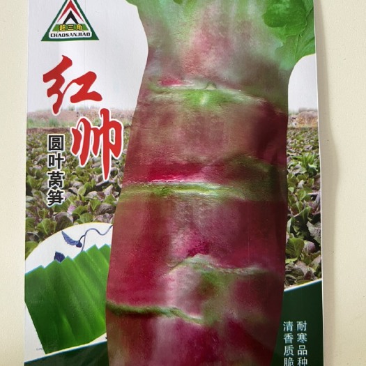 华容县红帅圆叶莴笋种子耐寒清香色红艳肉青茎粗大顺直抗病晚秋冬季栽培
