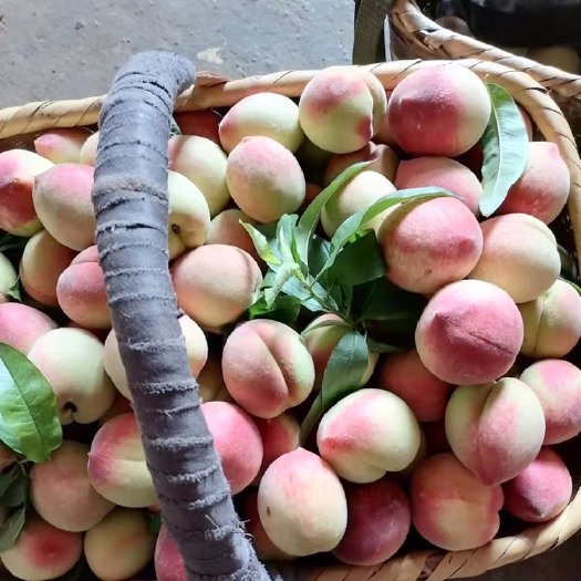 资兴市蜜桃