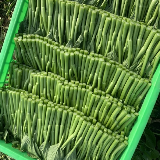 三台县菜心