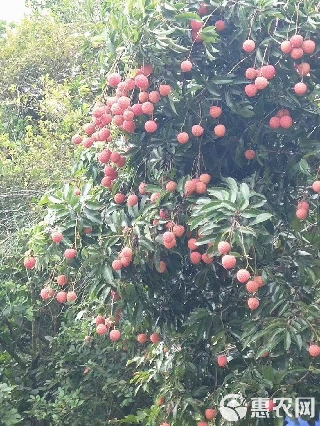 高州荔枝