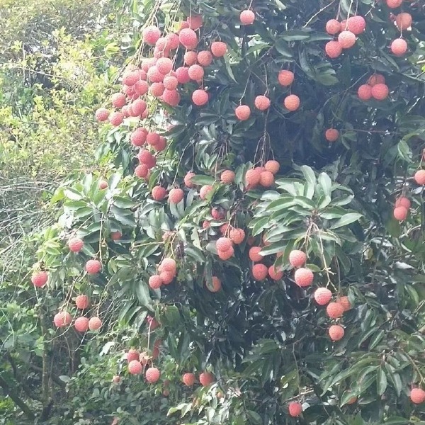 高州荔枝