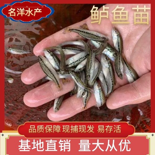 广州鲈鱼苗 加州鲈鱼苗大量现货淡水鲈鱼苗 已驯化 全国发货