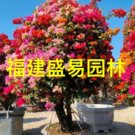 漳州造型三角梅批发 五雀三角梅价格 紫花三角梅 红花三角梅基地