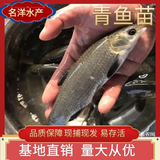 广州青鱼苗 螺蛳青 黑鲩鱼 大规格草青鱼 渔场直发 抗病能力强
