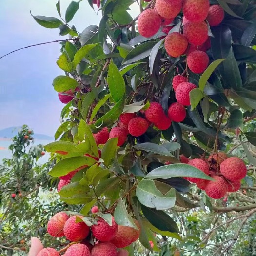 高州荔枝