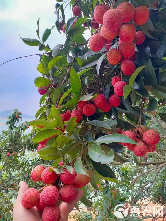 高州荔枝