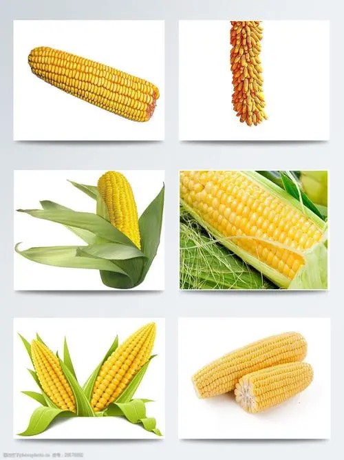 玉米含有碳水化合物、蛋白質(zhì)、脂肪、胡蘿卜素