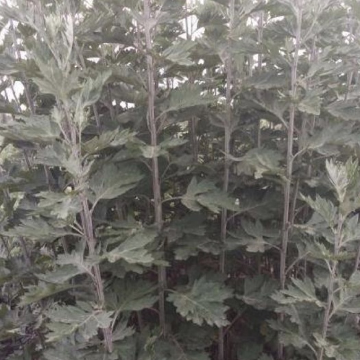 合阳县艾草，艾草把，端午艾