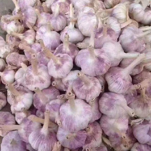 湖南长沙坯州紫红皮新蒜大量上市代发全国