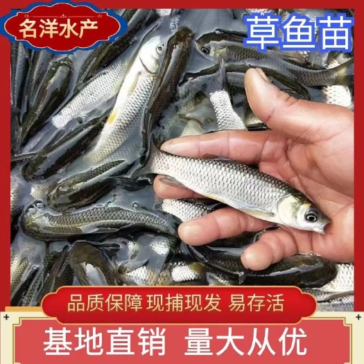 产地直销草鱼苗 鲩鱼苗 白鲩鱼苗 草鱼苗 脆肉鲩鱼苗