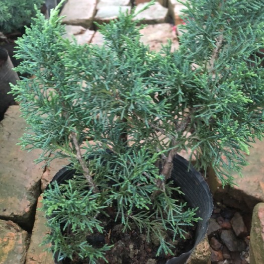 禄丰市济州真柏小苗