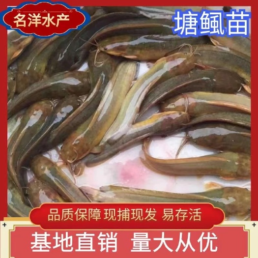 广州八胡子鲶鱼塘鲺鱼苗本地塘鲺杂交三黄塘鲺鱼苗塘角鱼苗