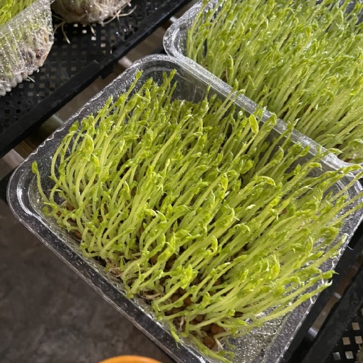 石家庄活体豌豆苗芽苗菜