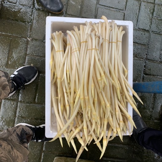 常德藕带，藕尖，a货上市一级货，菜藕带藕尖，湘莲藕尖藕带，各种货