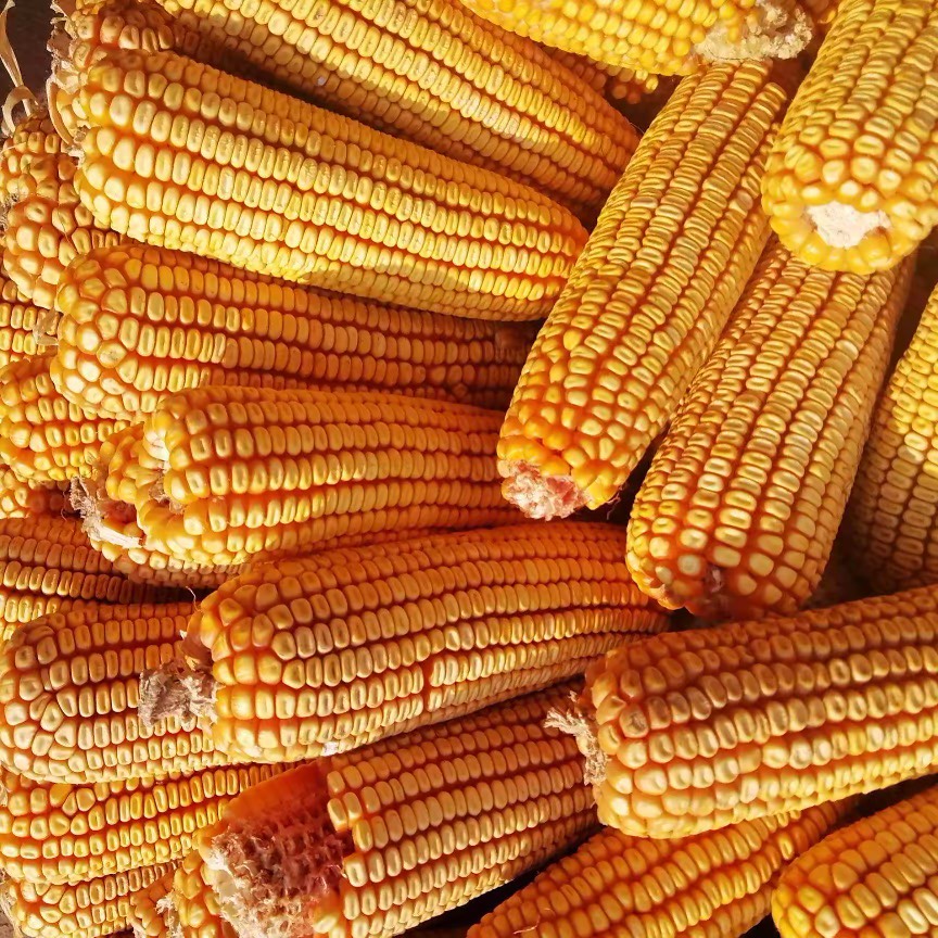 玉米含有碳水化合物、蛋白質(zhì)、脂肪、胡蘿卜素