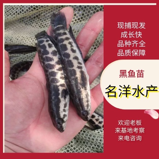 广州黑鱼苗、生鱼苗，乌鱼苗、醴鱼苗场直供
