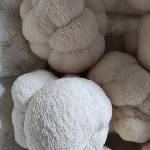 海林市新鲜猴头菇产地直发 大量批发 黑龙江基地直供 个大色白新鲜采