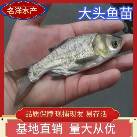 大头鱼苗 花鲢鱼苗 胖头鱼苗