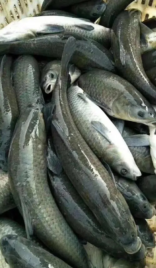 师宗县青鱼