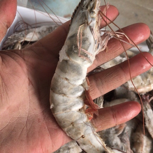 海捕海洋大虾南美白虾20/30规格新鲜 净重3.3斤一盒