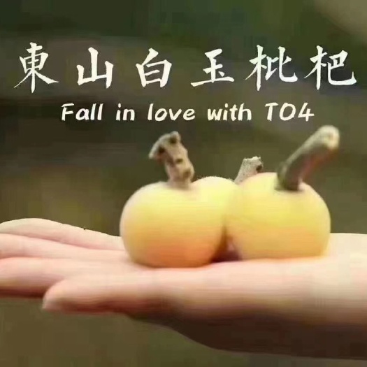 苏州东山白玉枇杷