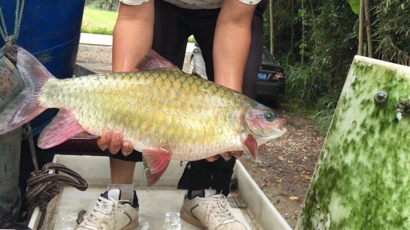 青竹鲤鱼苗