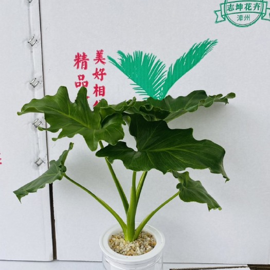 漳州小天使水培11装