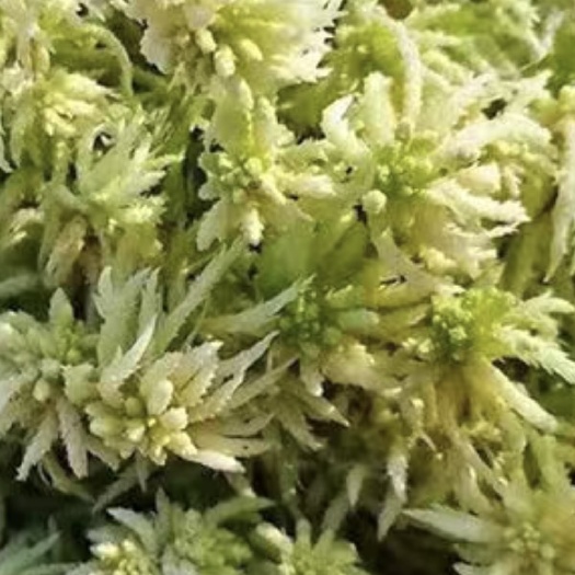 上海云南特产优质水苔藓