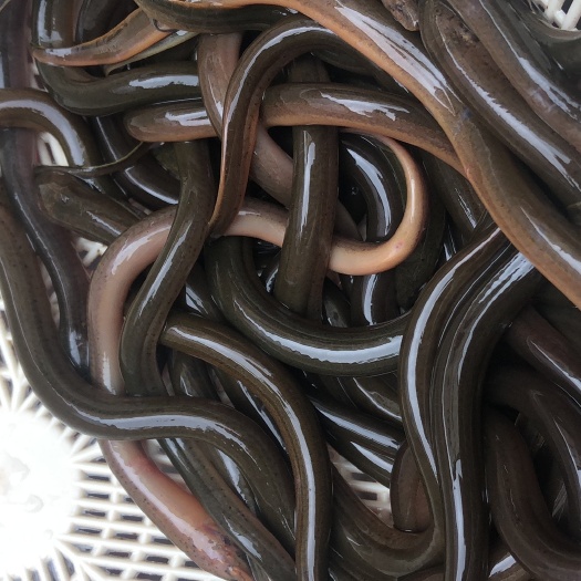 南宁黄鳝鱼苗，快大行品种，跟进技术，鱼塘直供全国包邮，
