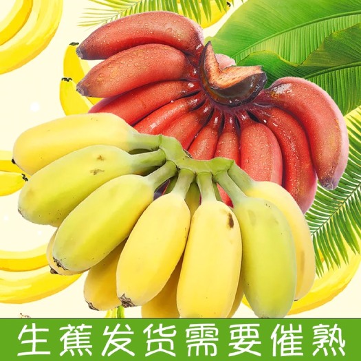 苹果蕉粉蕉红美人香蕉红蕉双拼混装水果整箱3斤5斤9斤包