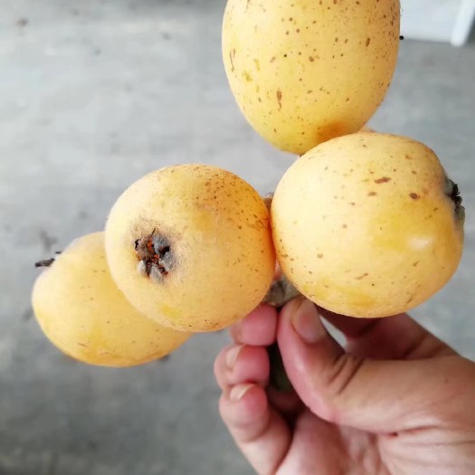 上海宁海白枇杷