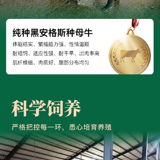 安顺澳洲纯种黑安格斯种母牛3700头出售