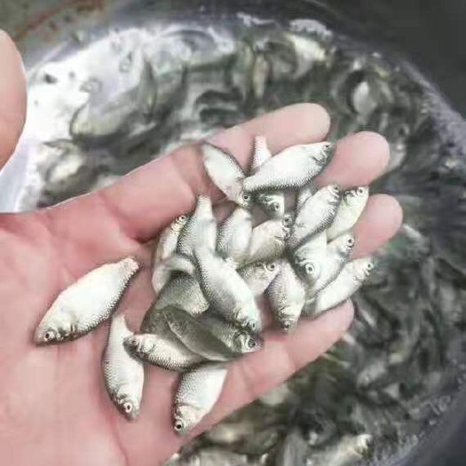 佛山鲫鱼苗中科5号优质种苗生长快抵抗能力强